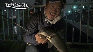 ちかごろこんな感じ～東京湾 陸っぱりシーバス～春の湾奥シーバスゲーム/荻野貴生(842)