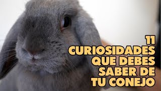 CURIOSIDADES DE CONEJOS ? 11 curiosidades de un conejo