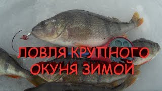 ловля КРУПНОГО окуня зимой.зимняя рыбалка на мормышку