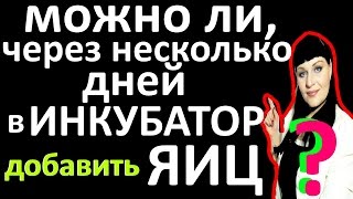 ПОДКЛАДЫВАТЬ ЯЙЦА, можно ли дополнительно в инкубатор, если инкубация уже идет несколько дней