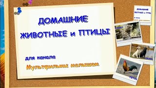 Развивающие уроки по методике Домана для детей от 6 месяцев - Домашние животные
