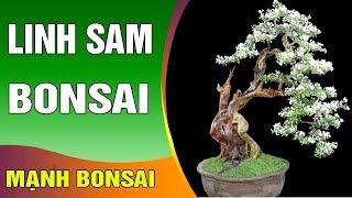 Linh Sam Bonsai