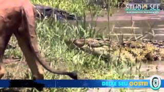 Flmes Online ,Viral,Comercial,Futebol,Copa do mundo,Animais