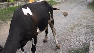 ХРОМОТА У КОРОВЫ. Разрыв связки и мениска. Lameness in cows. The gap ligament and meniscus.
