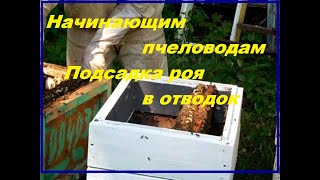 Начинающим пчеловодам (подсадка роя в семью)