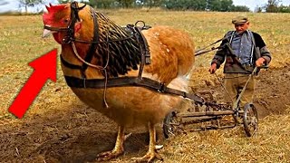 15 Самых Аномально Больших Животных Планеты