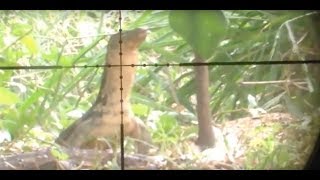 BERBURU BIAWAK kuburan tua - pest control - shooter erwindelon