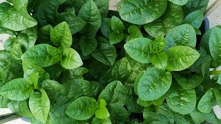How to grow Malabar Spinach plant at Rooftop garden| With full Update  | Banani's Garden