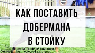 Как поставить взрослую собаку в стойку? Варианты стойки для добермана. Пример на необученной собаке