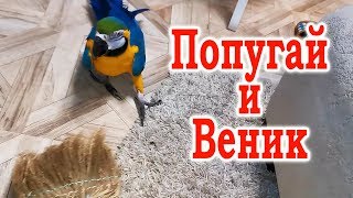 Говорящий попугай Ара играет с веником. Приколы с попугаями. Попугай Рома играет как собака.