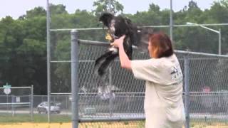 Eagle Release Attempt