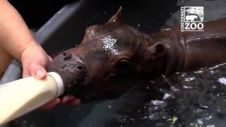 Premature Baby Hippo Fiona is Getting Stronger - Cincinnati Zoo