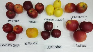 Обзор сортов CRIMSON CRISP / ORION / JEROMINE