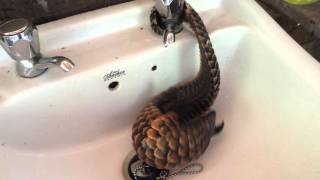 black bellied pangolin playing w water