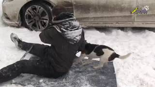 Игра с биглем, тренировка хватки, обучение, дрессировка, кинология
