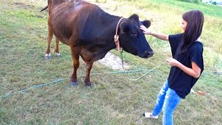 WE GOT A COW!!