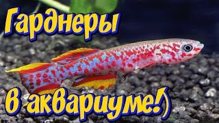 Аквариумная рыбка Афиосемион Гарднера в общем аквариуме! Киллифиш, щучки в аквариуме!