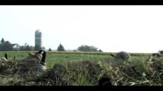Minnesota Goose Hunting, Goose Hunters Guide Service