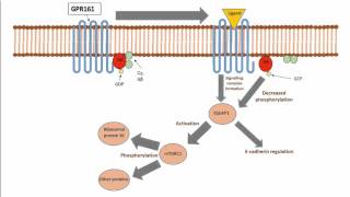 Triple Negative Breast Cancer - Looking for a triple shot treatment