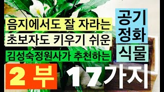 2부 전문가가 뽑은 키우기쉬운 공기정화식물, 음지에서 잘 견디는 실내식물, 식물키울때 주의할점 #파키라 #스파티필름 #싱고니움 #인도고무나무 #스킨답서스 #김성숙정원사