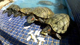 A mis tortugas les encantan los macarrones