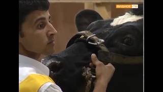Выставка племенных животных "Звёзды Подмосковья" в Ленинском районе