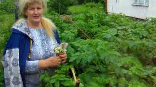 Картофель 4 часть.Garden.Советы огородникам.