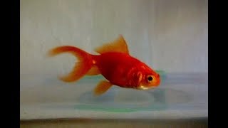 KARAS-GOLD FISH