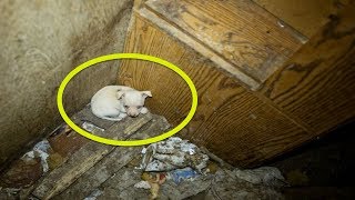 These Dogs Had Been Locked Up and Forced to Have Puppies Their Whole Lives  Then This Happened