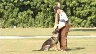 How to Train a Schutzhund : Train Your Dog to Guard for the Schutzhund Protection