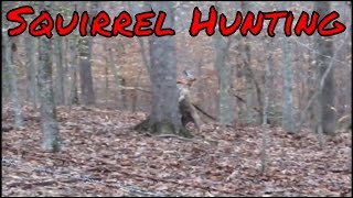 Squirrel Hunting with Dogs