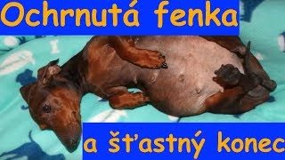 Ochrnutá těhotná fenka neměla téměř šanci přežít, ALE...