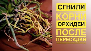 Сгнили корни у орхидеи после пересадки. Почему так происходит?