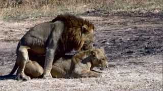 Lions mating - Possibly the best video record on YouTube of Mating Lions.
