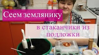 Сеем землянику в стаканчики из подложки.