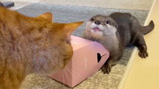 カワウソさくら 箱の中のジャーキーをいつまでも取ろうとし続けるお茶目カワウソ otter exploring the contents of the box