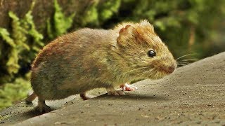 Mouse Videos for Cats to Watch - Cat TV
