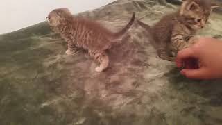 Как приучить котёнка к лотку/1 часть