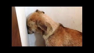 Ce chien regardait le mur tout le temps. Les propriétaires ont trouvé la solution!