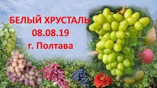 Виноград 2019  Виноград Белый хрусталь  Отзыв о винограде