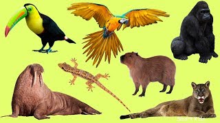 Животные для детей | Учим диких животных | Учим названия и звуки диких животных для детей