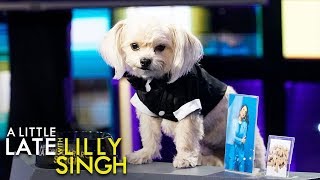 A Littler Later with Scarbro Singh (Puppy Interview)