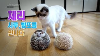 [ 고양이 외삼촌 ] 체리, 고슴도치 시루 빵또를 만나다 _ Cherry meeting hedgehogs _ ハリネズミに会った猫