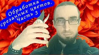 Общая обработка срезанных цветов. Часть 3 - sendflowers.by, teleflora.by