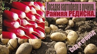 Посадка картофеля вручную. Ранняя редиска. Сад и огород выпуск 150