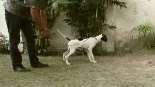 English Pointer Training - Yard work - Check Cording
