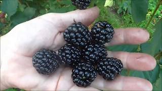 ДЖАМБО -  ежевика со сладкой ягодой.