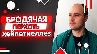 Блуждающая перхоть хейлетиеллез кошек и собак