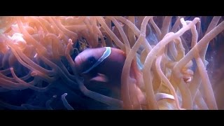 Рифовый аквариум в HD качестве