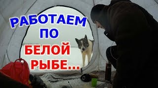 Ловля белой рыбы по первому льду ноябрь 2017